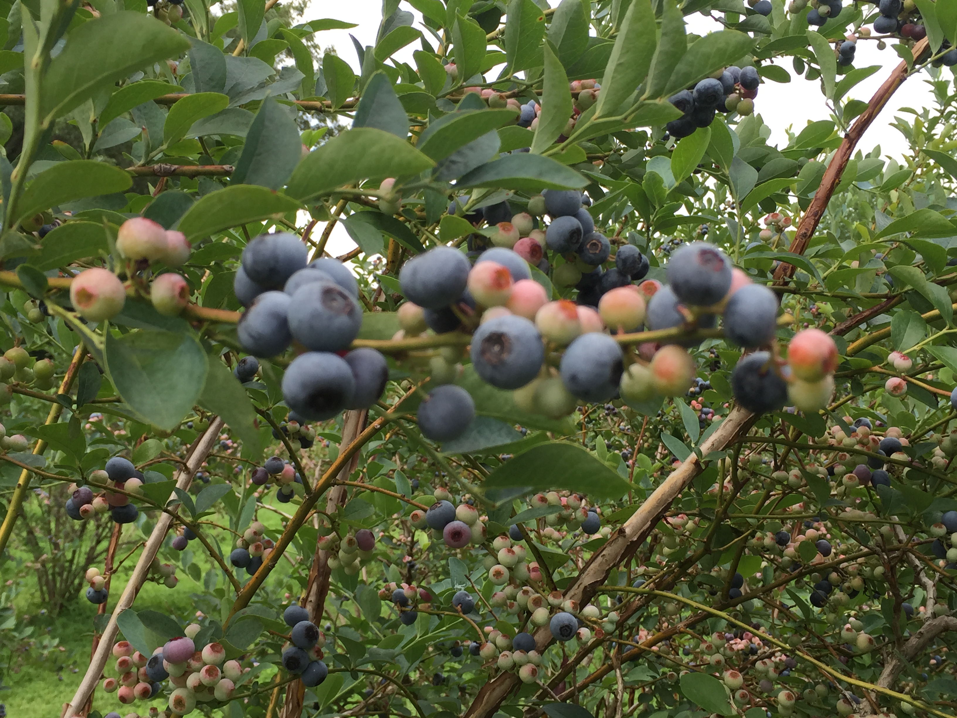 Ripe Blueberries Up Close